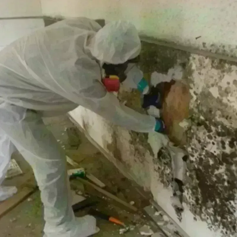 Mold Remediation and Removal in Huachuca City, AZ